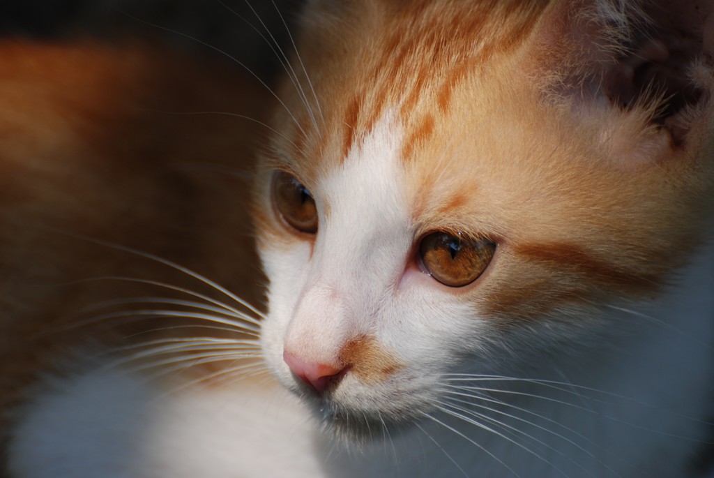 DSC_8502.JPG