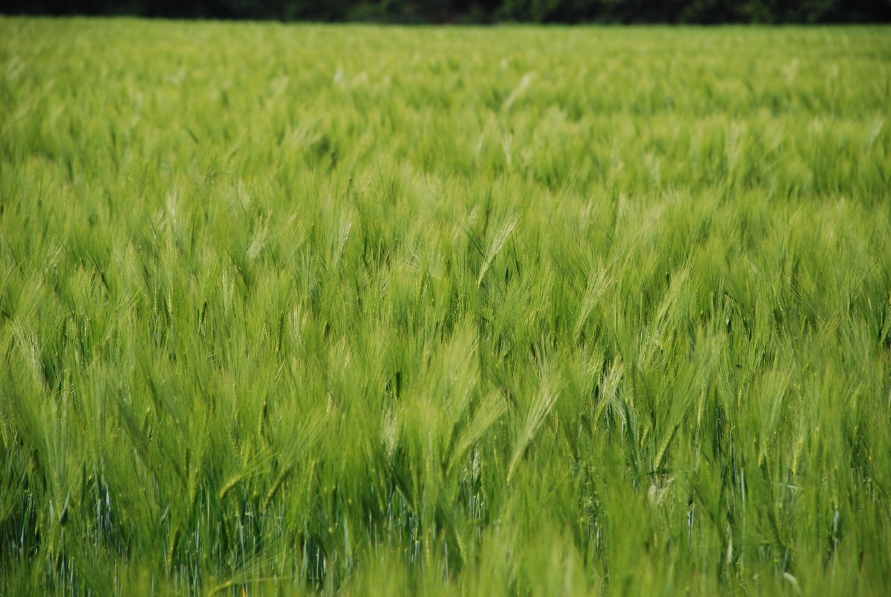 DSC_8887.JPG